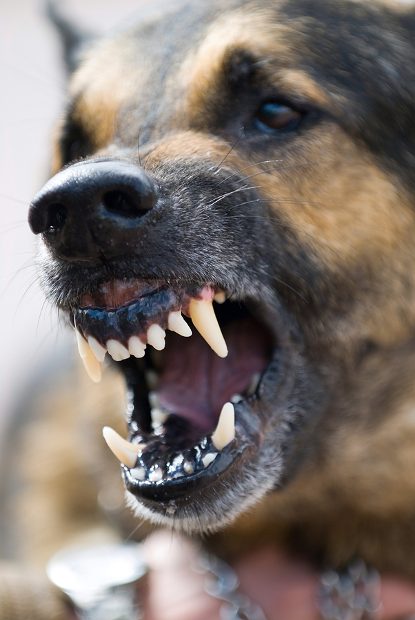 Dog Bite Claims Soar in Frequency and Cost: Report