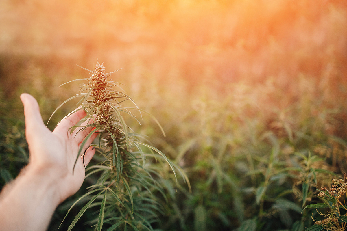 Texas Farmers Fear Proposed Legislation Could Devastate Hemp Economy