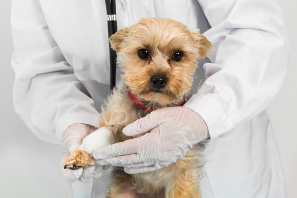 Demand for Pet Insurance Rises as Majority Owners Underestimate Cost of Care