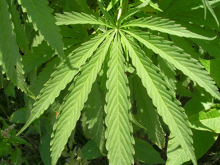 Texas Lawmakers Reined in Recreational THC for More Medical Marijuana